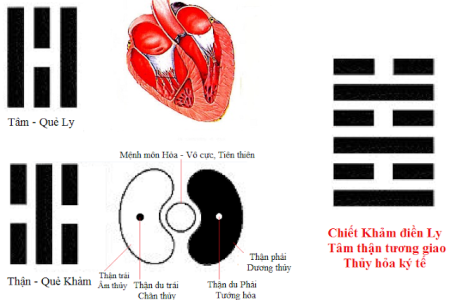 Thận Khảm và Tâm Ly: Sự Giao Hòa Thủy Hỏa Trong Đông Y