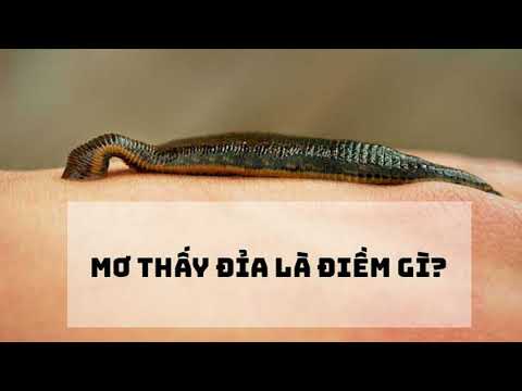 Con đỉa bám vào người cảnh báo về sức khỏe