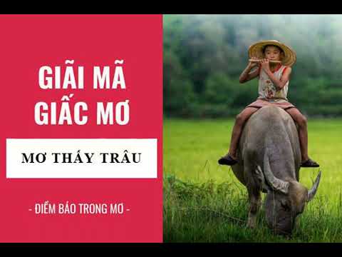 Trâu đang cày ruộng - biểu tượng của sự thịnh vượng và thành công