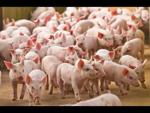 Nằm Mơ Thấy Đàn Heo Con: Ý Nghĩa, Điềm Báo Và Số Đề Liên Quan