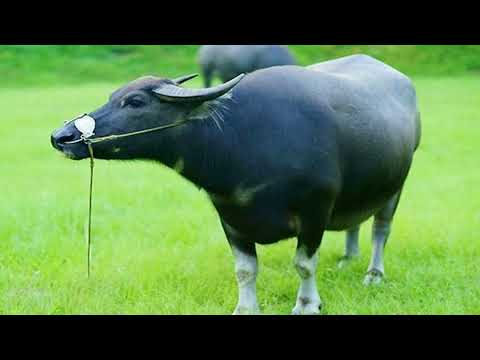 Trâu đen trong giấc mơ - biểu tượng sức mạnh và kiên nhẫn